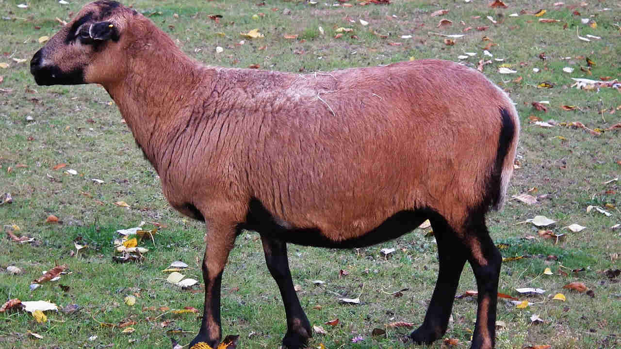 owca kameruńska